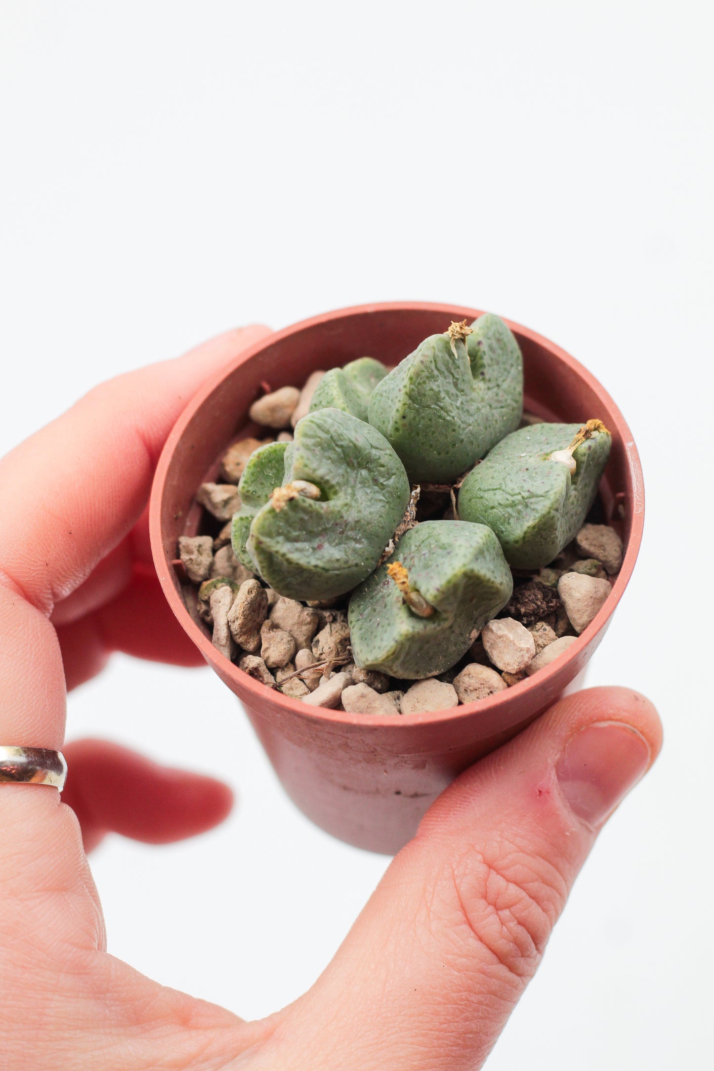 Conophytum taylorianum subs. ernianum