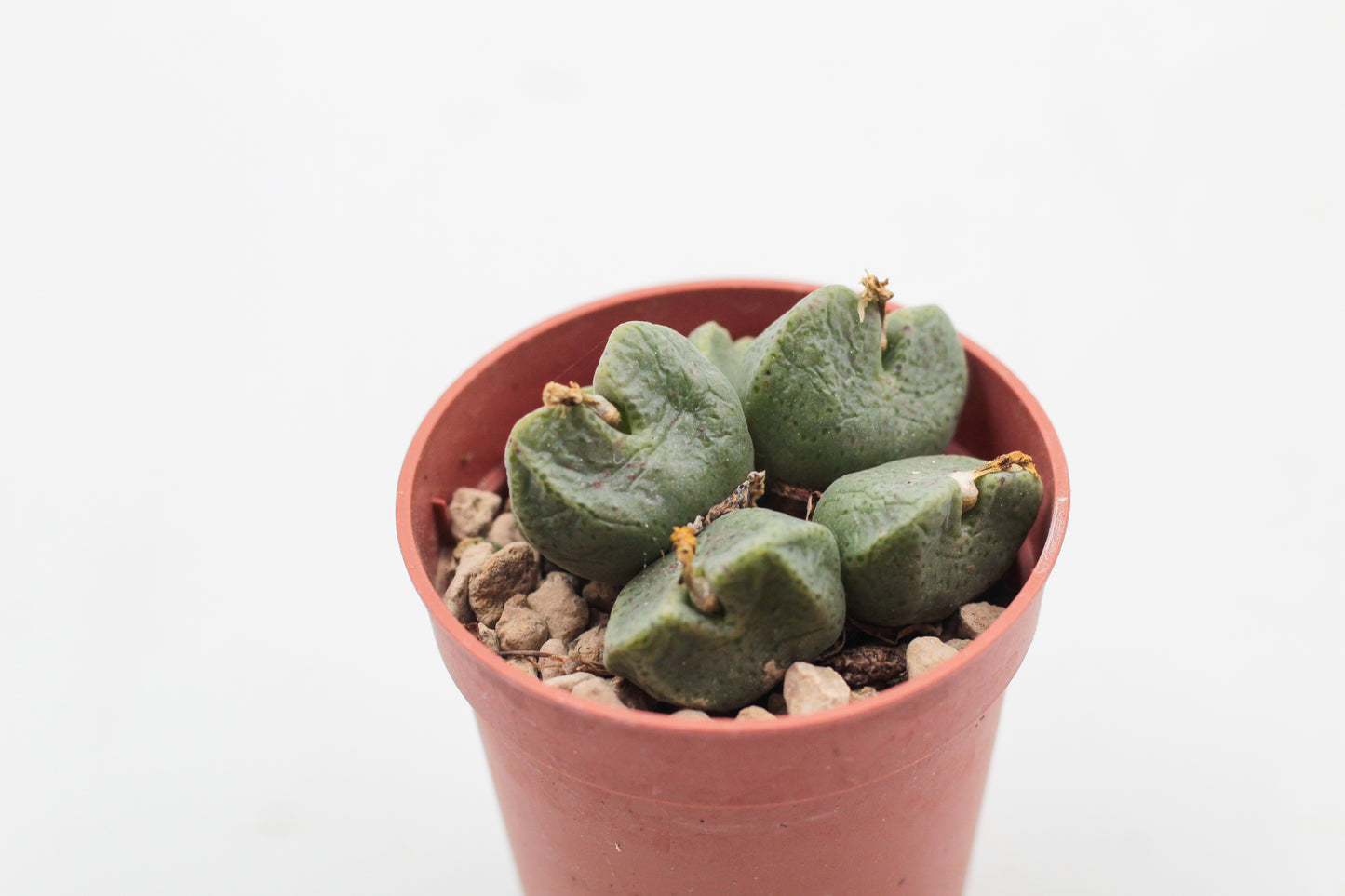 Conophytum taylorianum subs. ernianum