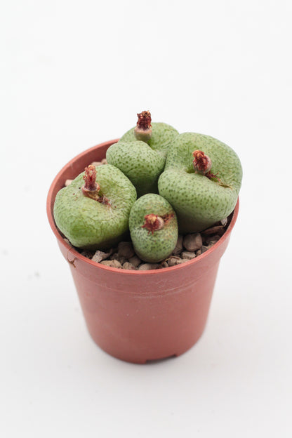 Conophytum truncatum peersii