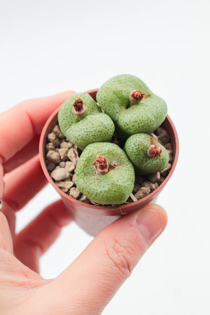 Conophytum truncatum peersii