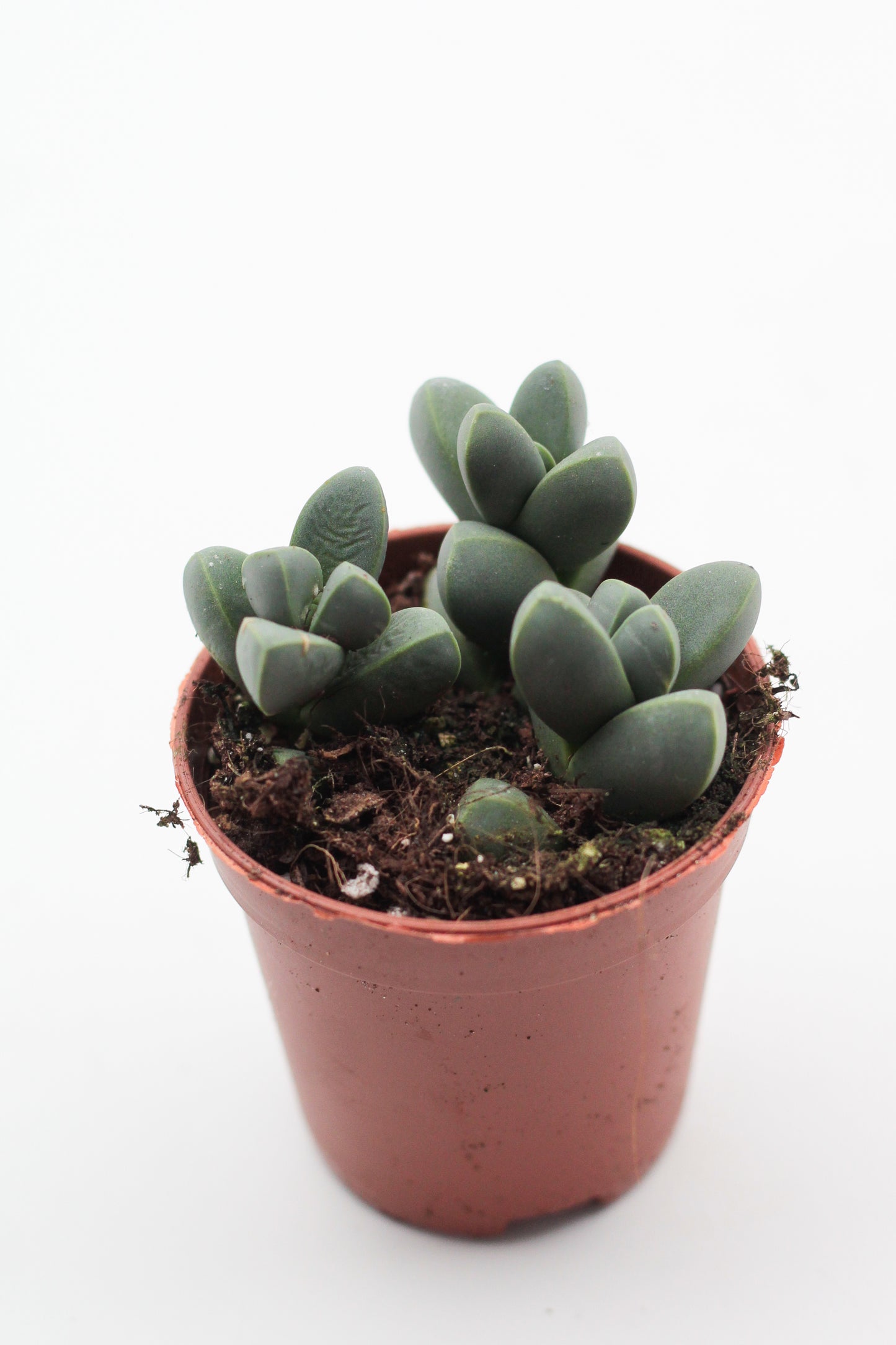 Corpuscularia lehmannii