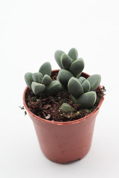 Corpuscularia lehmannii