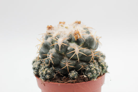 Coryphantha Elephantidens