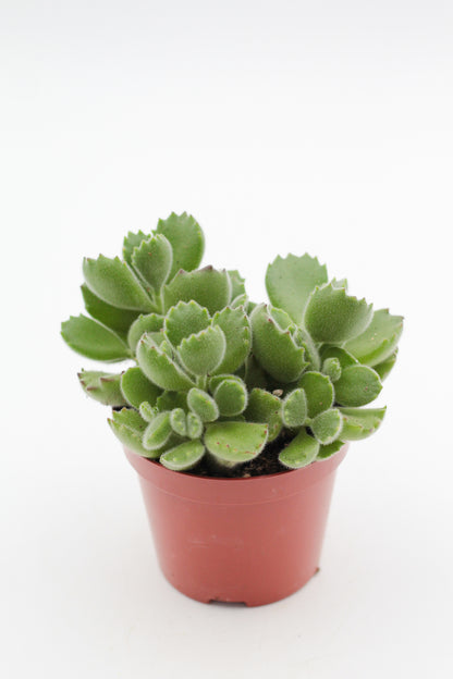 Cotyledon tomentosa ladysmithiensis