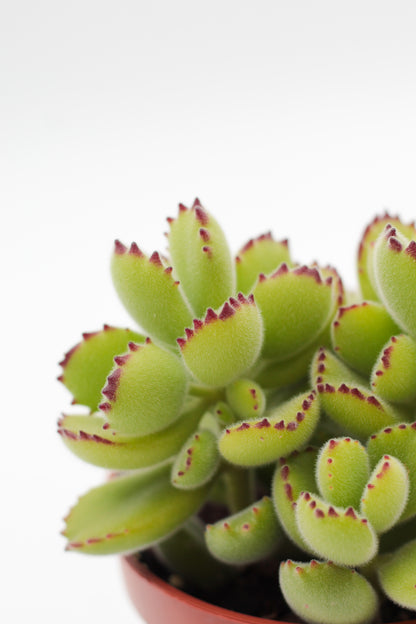 Cotyledon tomentosa ladysmithiensis