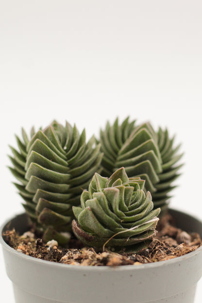 Crassula Buddha Temple