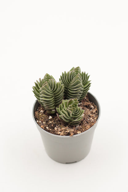 Crassula Buddha Temple