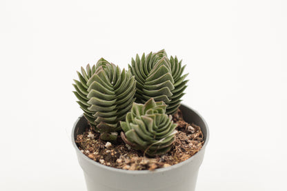 Crassula Buddha Temple