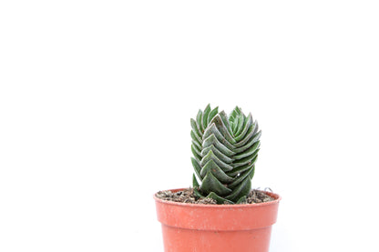 Crassula Buddha Temple