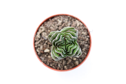 Crassula Buddha Temple