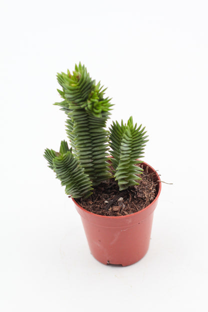 Crassula Buddha Temple new hybrid