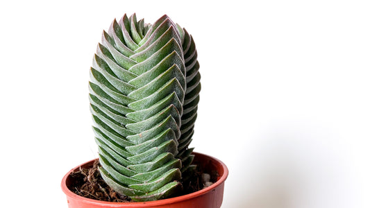 Crassula Buddha Temple