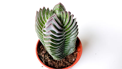 Crassula Buddha Temple