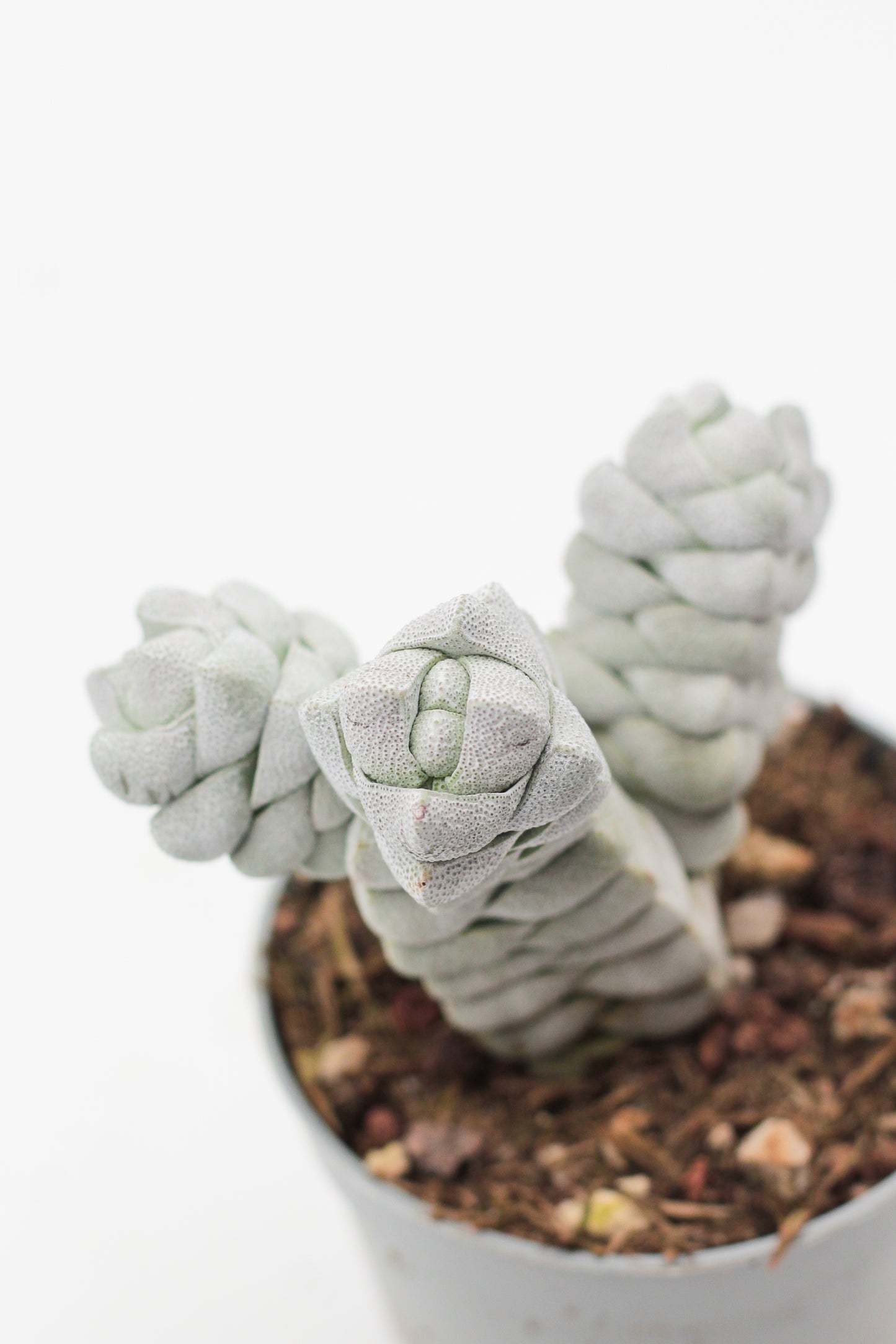 Crassula Deceptor