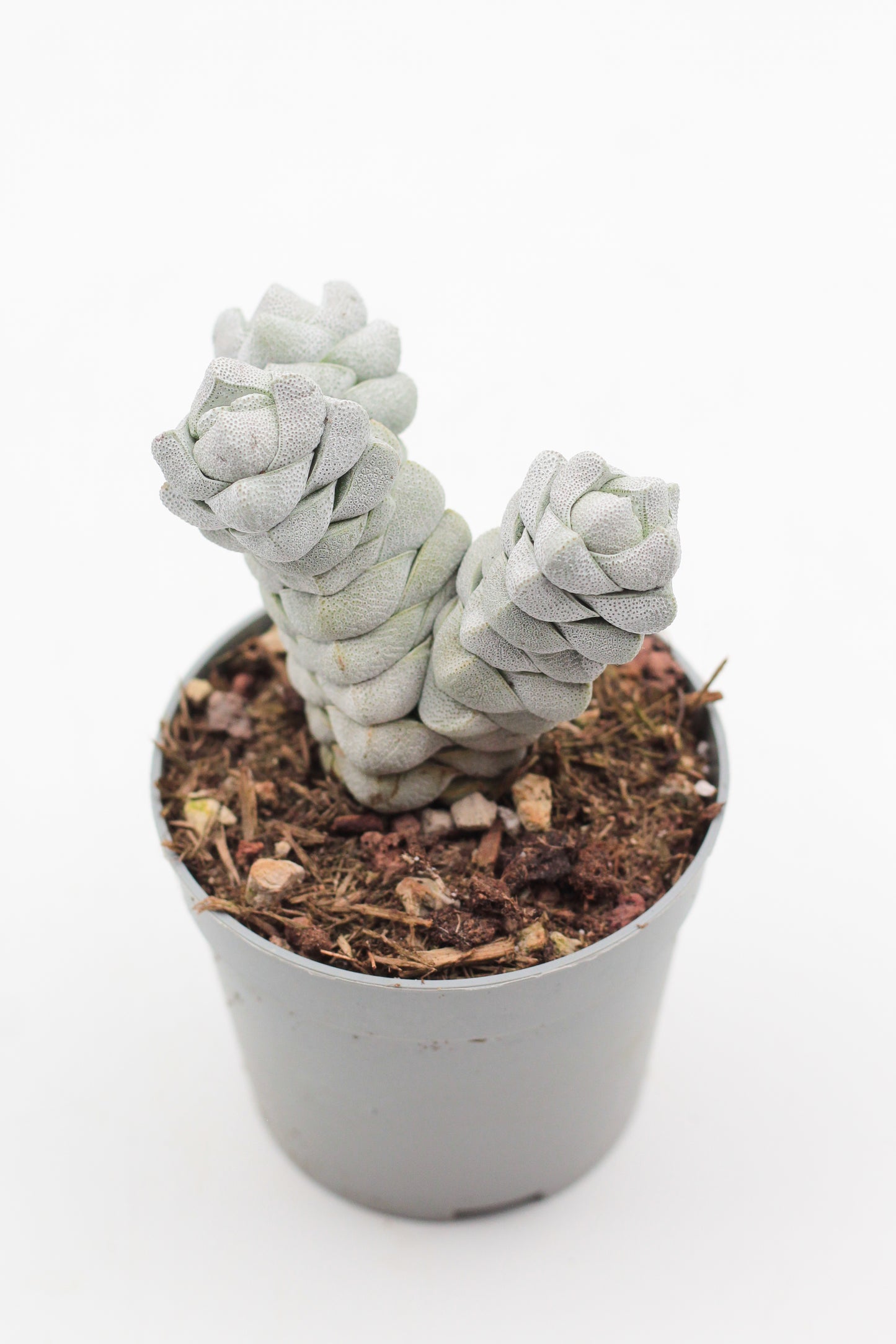 Crassula Deceptor