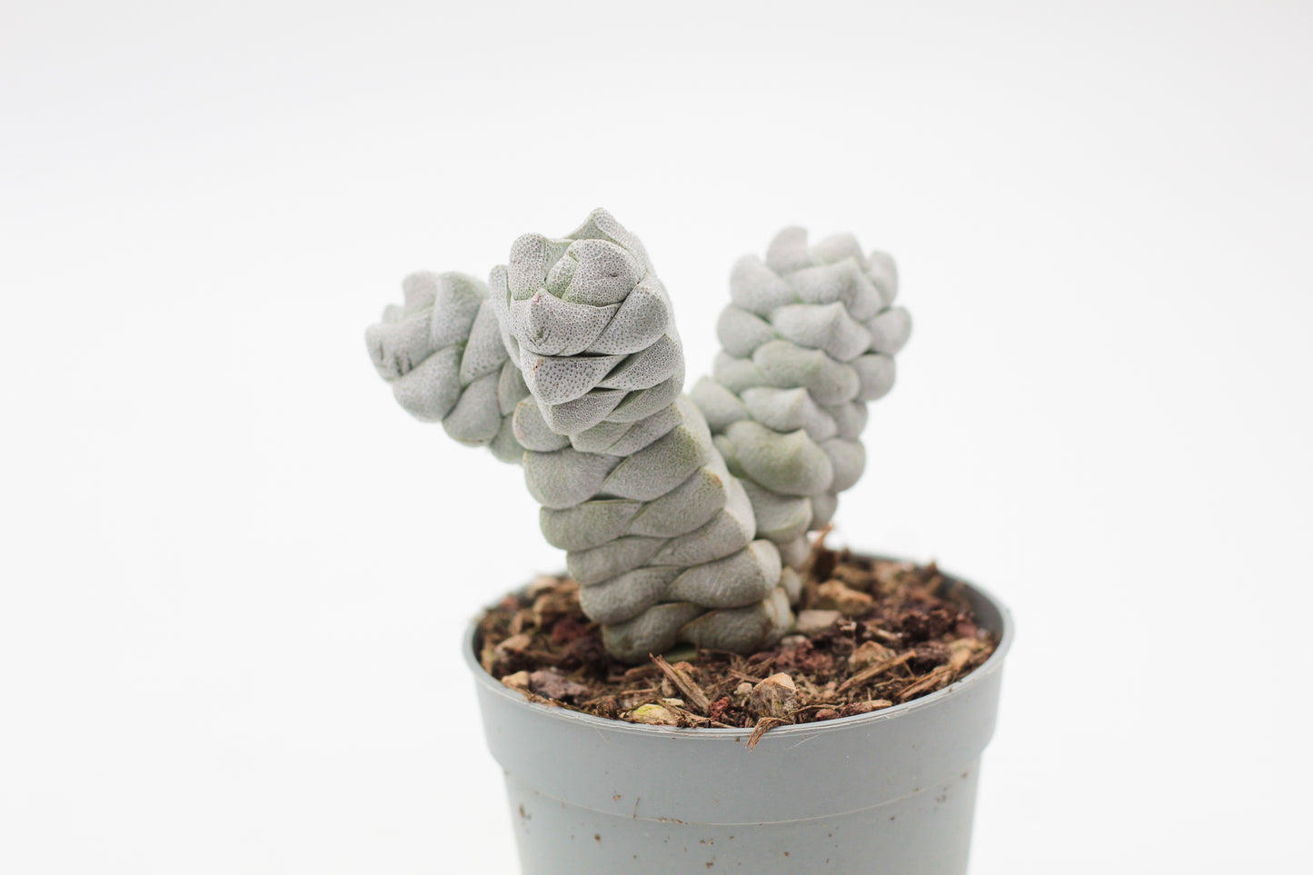 Crassula Deceptor