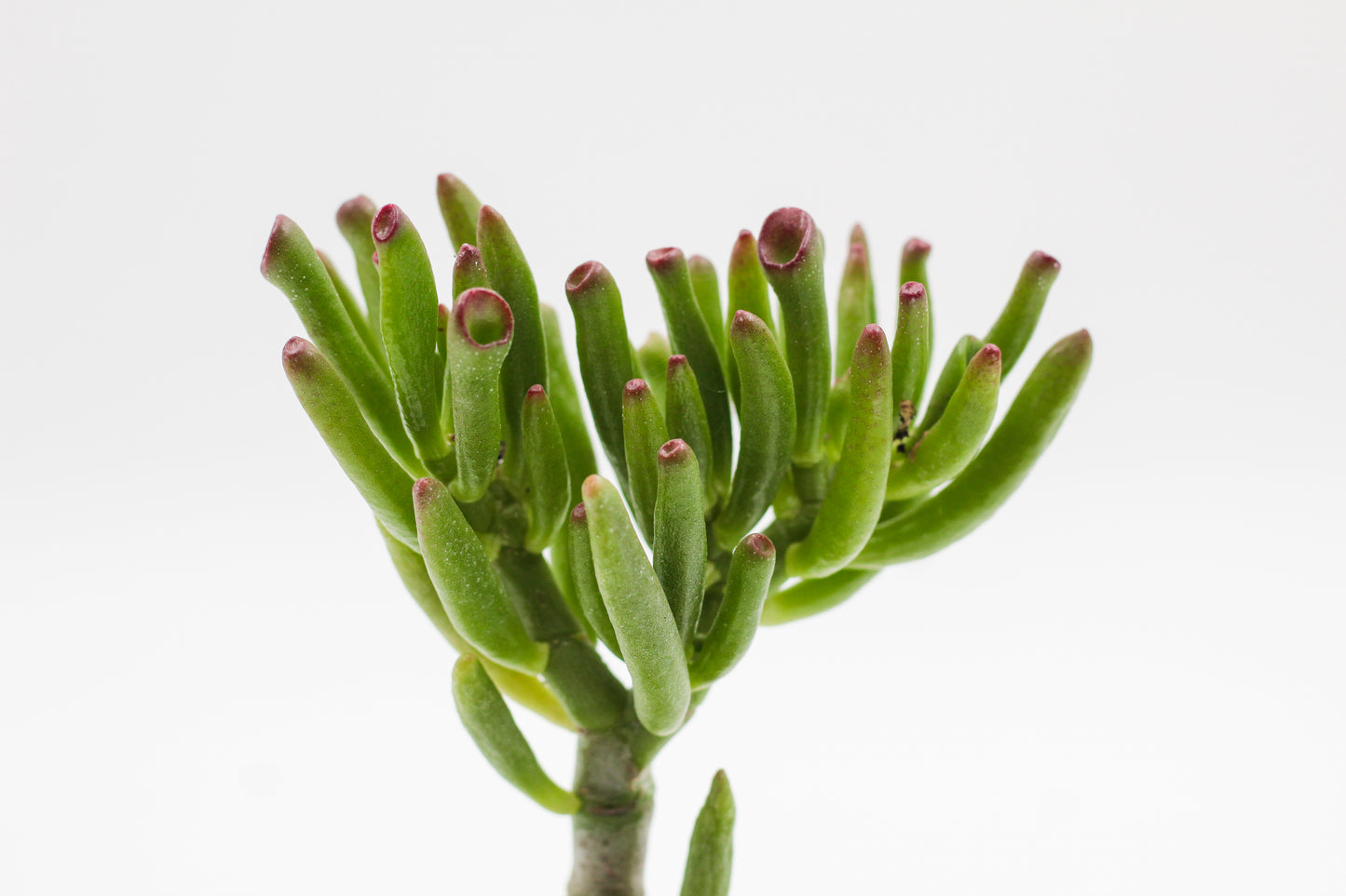 Crassula Hobbit Bonsai