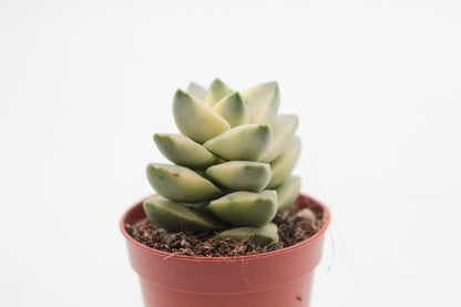 Crassula moonglow variegata