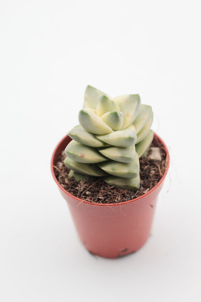 Crassula moonglow variegata