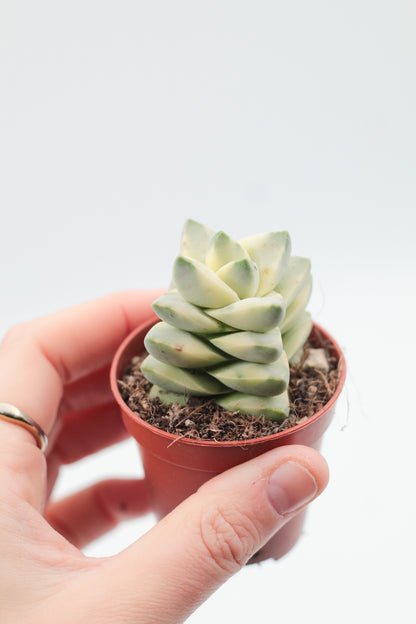 Crassula moonglow variegata