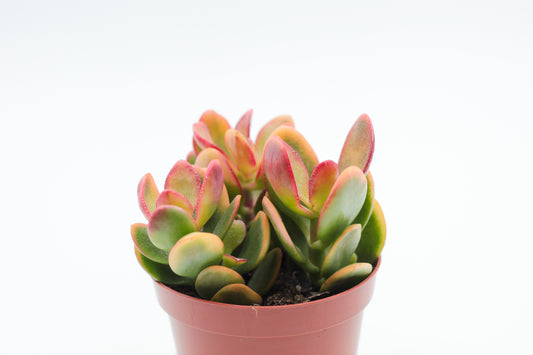 Crassula sunset