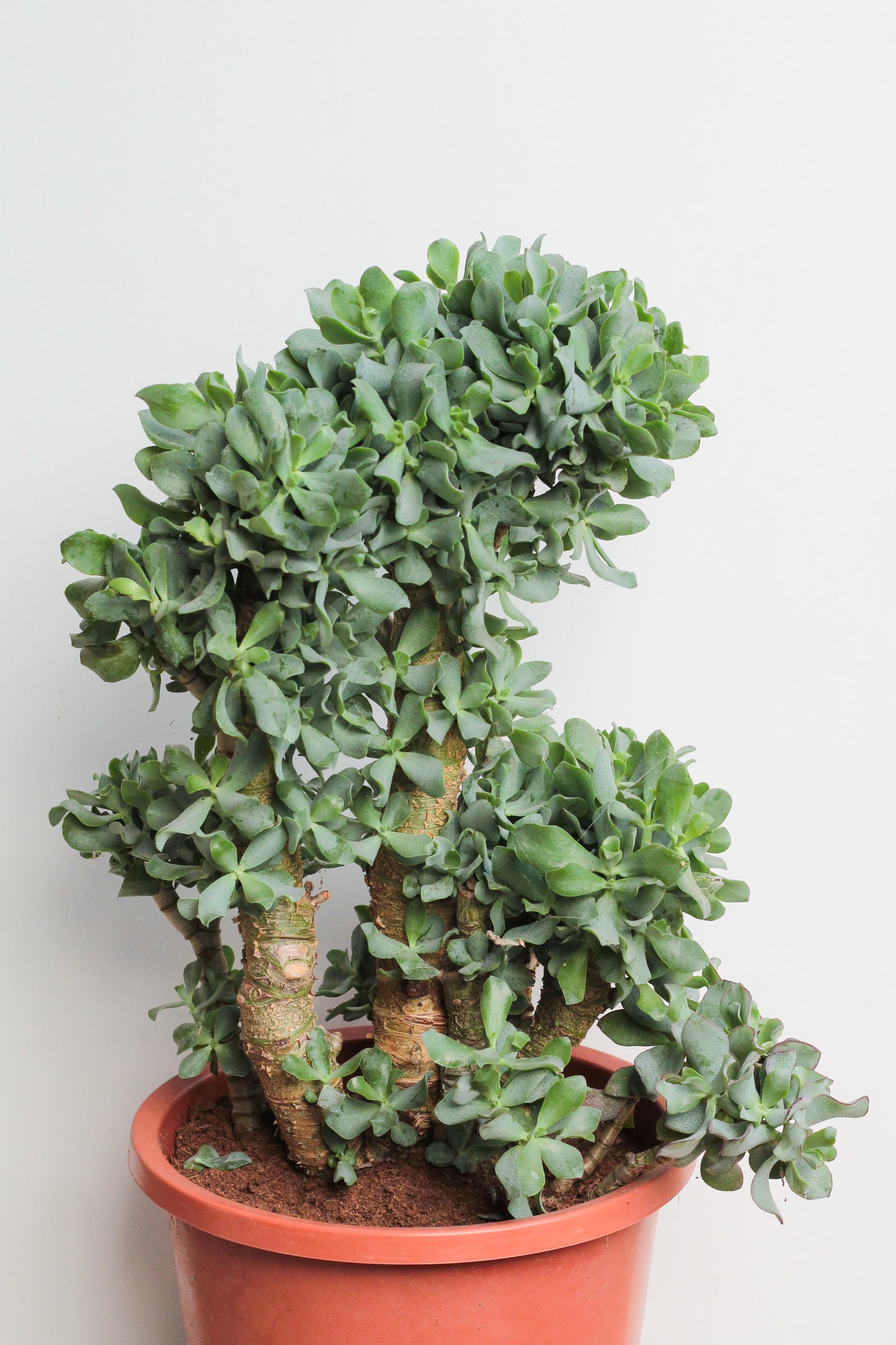 Crassula arborescens subs. undulatifolia huge