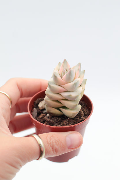 Crassula moonglow variegata