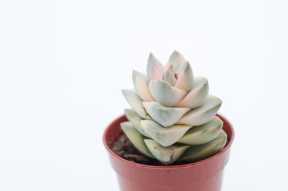 Crassula moonglow variegata