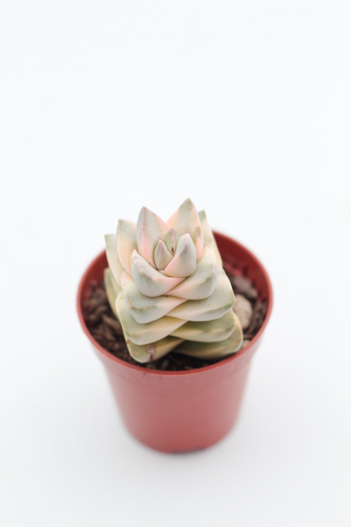 Crassula moonglow variegata