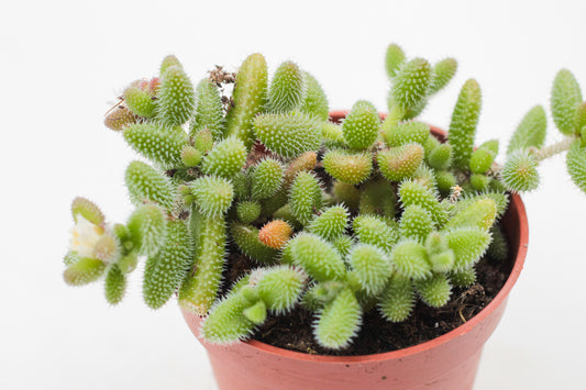 Delosperma echinatum "Augurkenplantje"