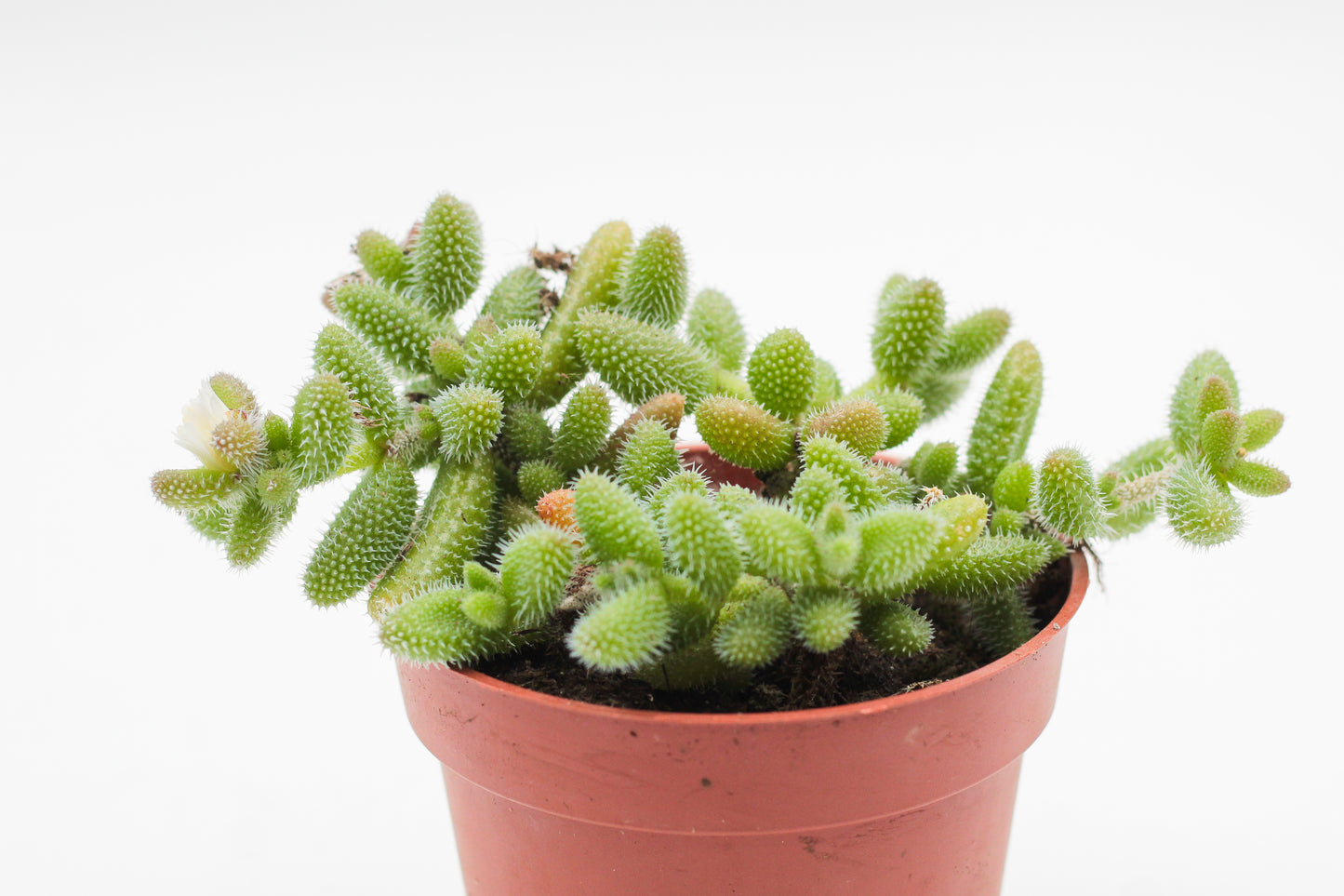 Delosperma echinatum "Augurkenplantje"