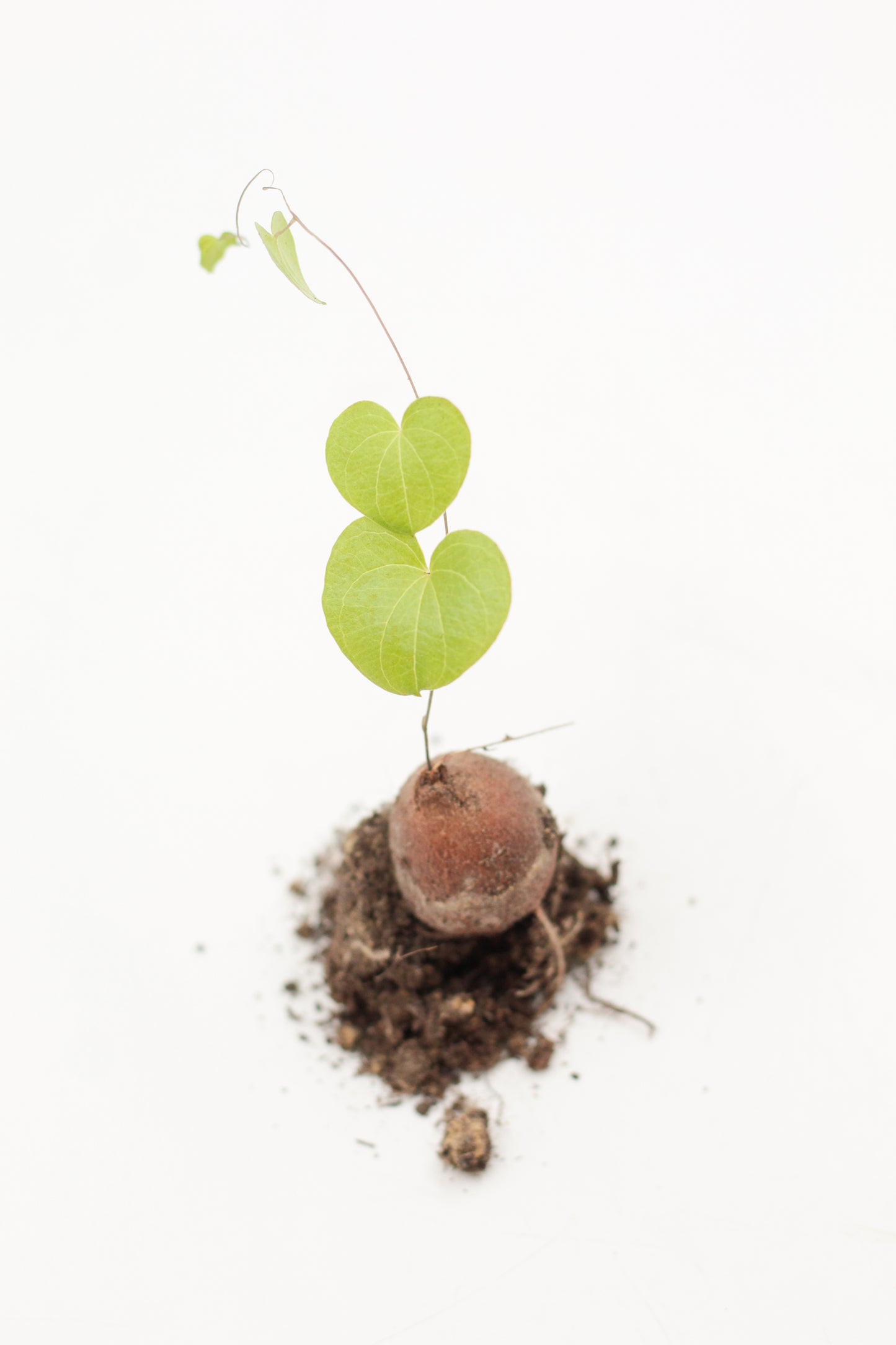 Dioscorea Elephantipes Cadeaupakket