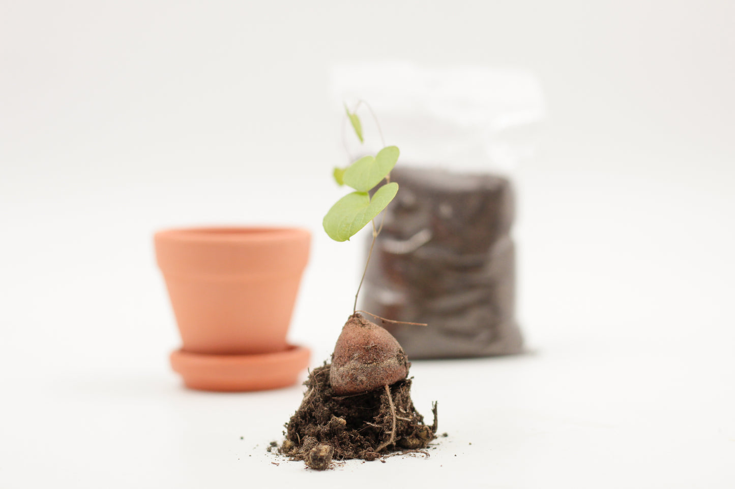 Dioscorea Elephantipes Cadeaupakket