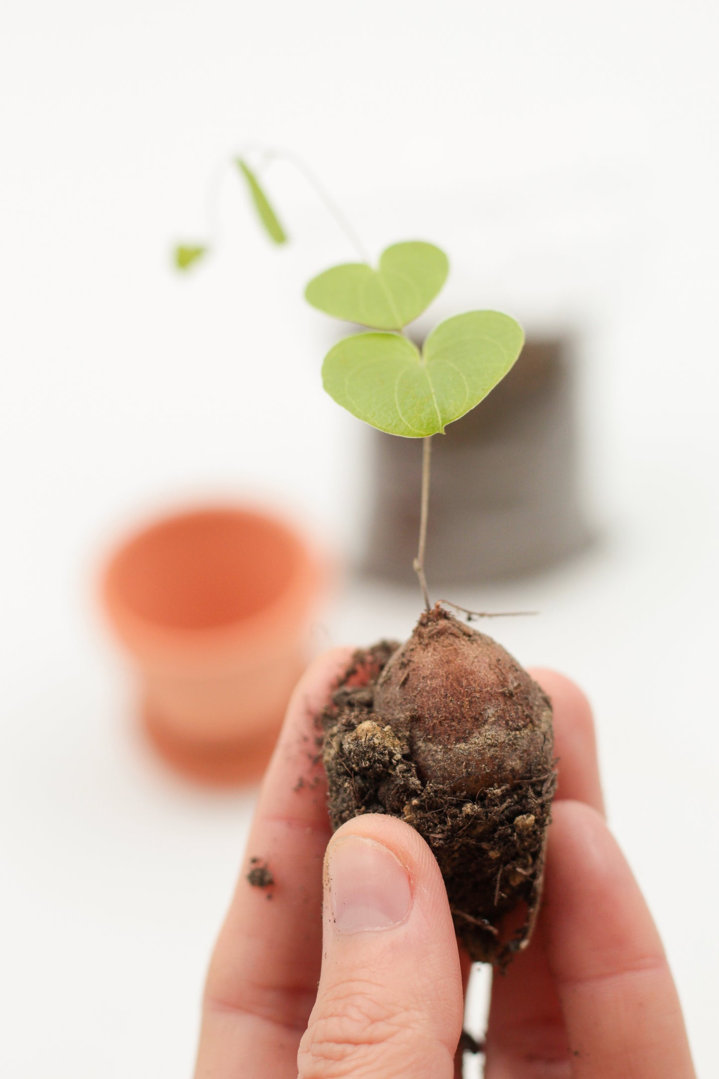 Dioscorea Elephantipes Cadeaupakket