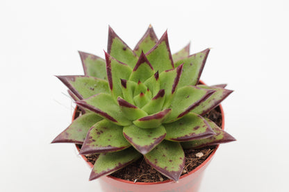 Echeveria Agavoides Ebony