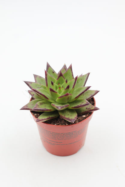 Echeveria Agavoides Ebony