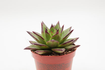 Echeveria Agavoides Ebony