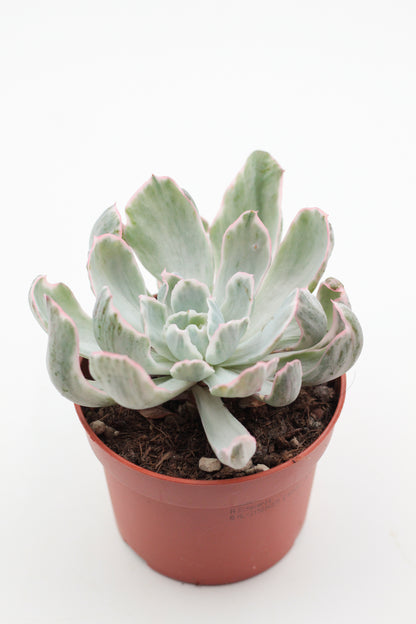 Echeveria Berkeley Light variegated