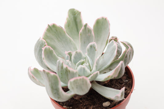 Echeveria Berkeley Light variegated