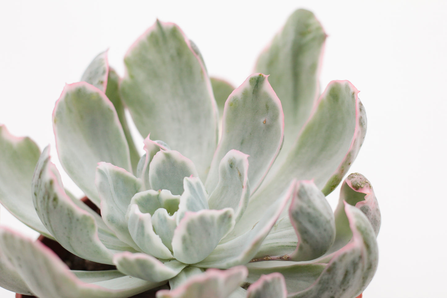 Echeveria Berkeley Light variegated