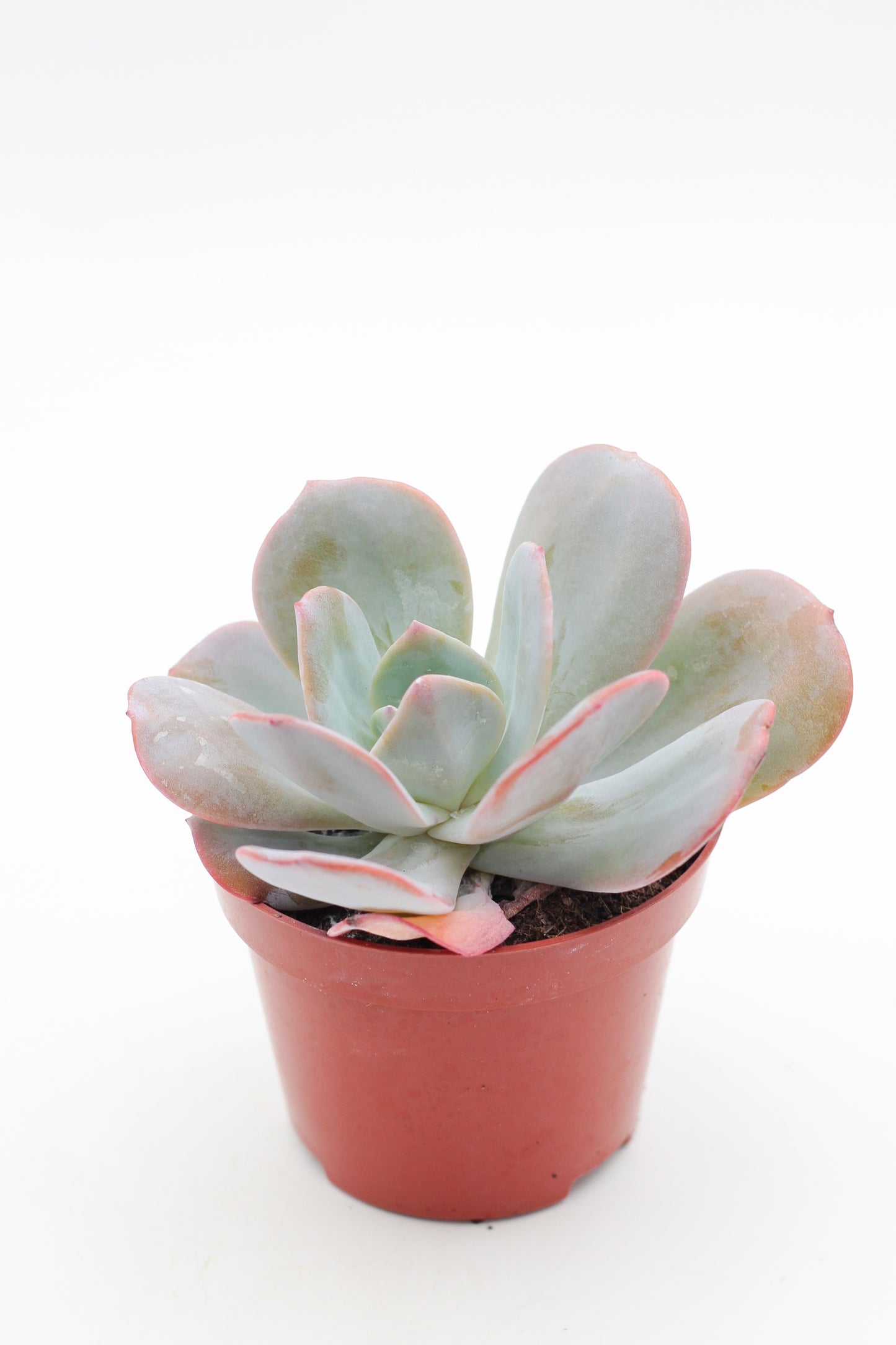 Echeveria Brink's Blue