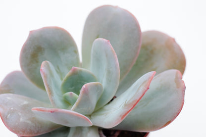 Echeveria Brink's Blue