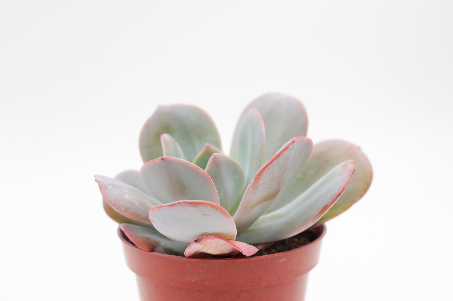 Echeveria Brink's Blue