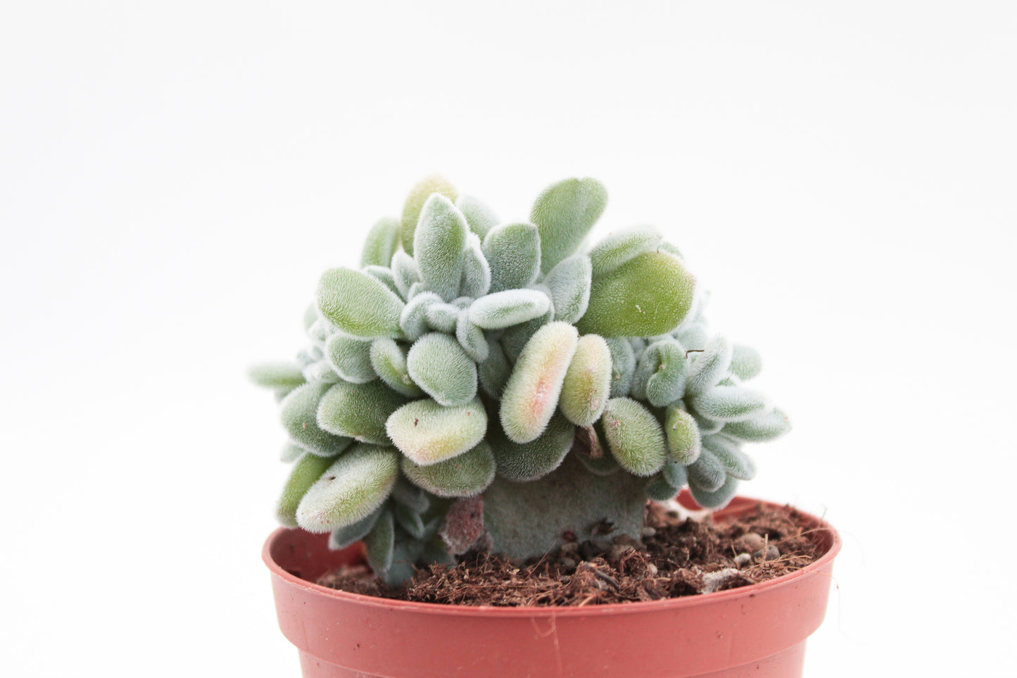 Echeveria Frosty cristaat