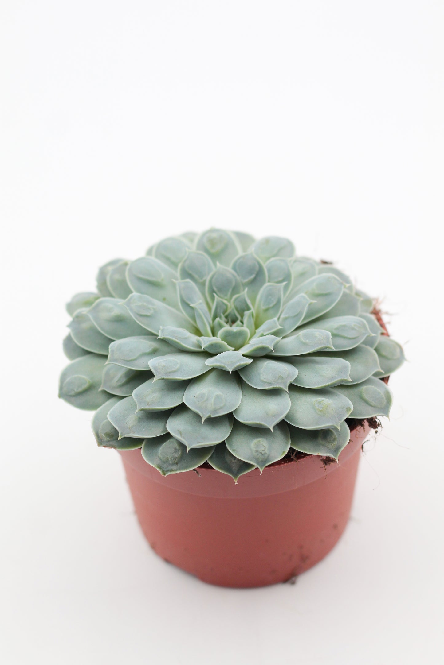 Echeveria Heart Choices (Gilo x Rainbow)