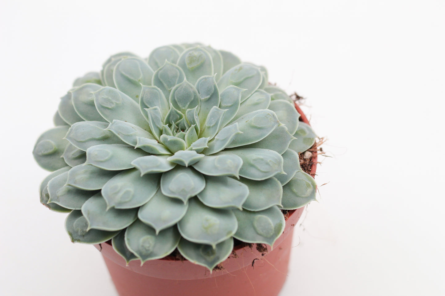 Echeveria Heart Choices (Gilo x Rainbow)