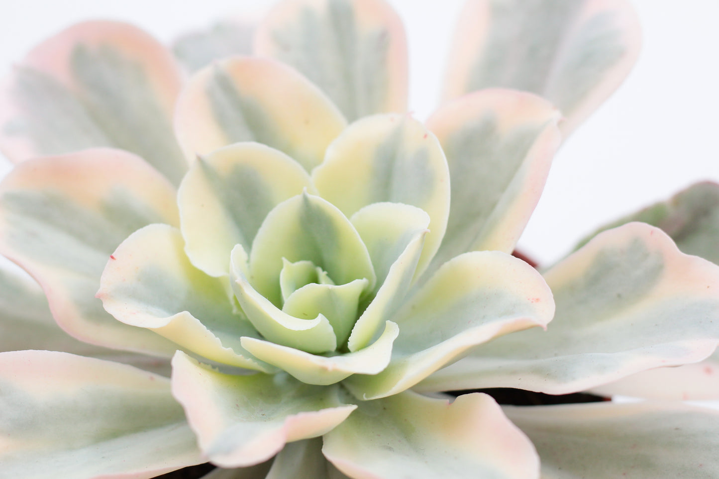 Echeveria Jippon Moon River