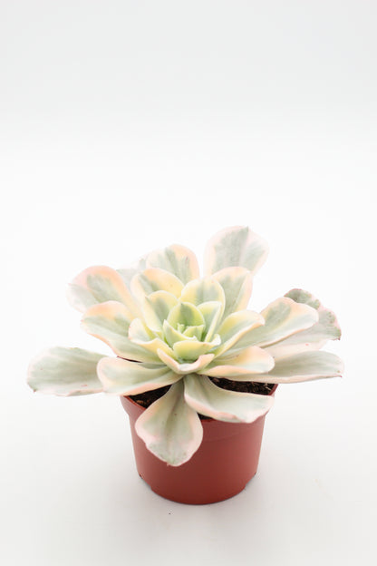 Echeveria Jippon Moon River