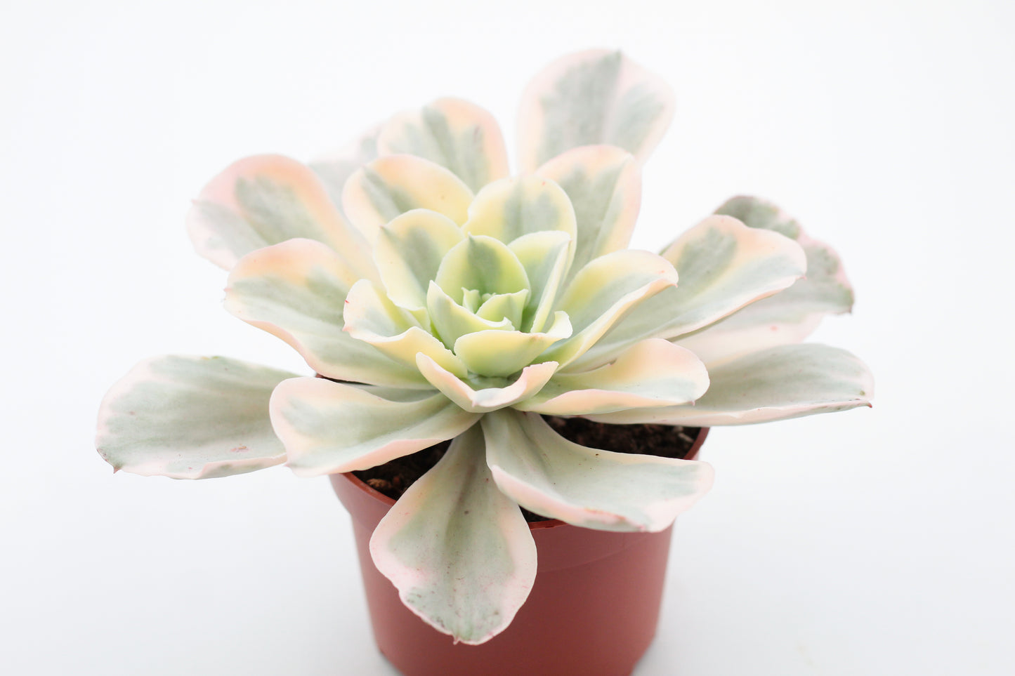 Echeveria Jippon Moon River