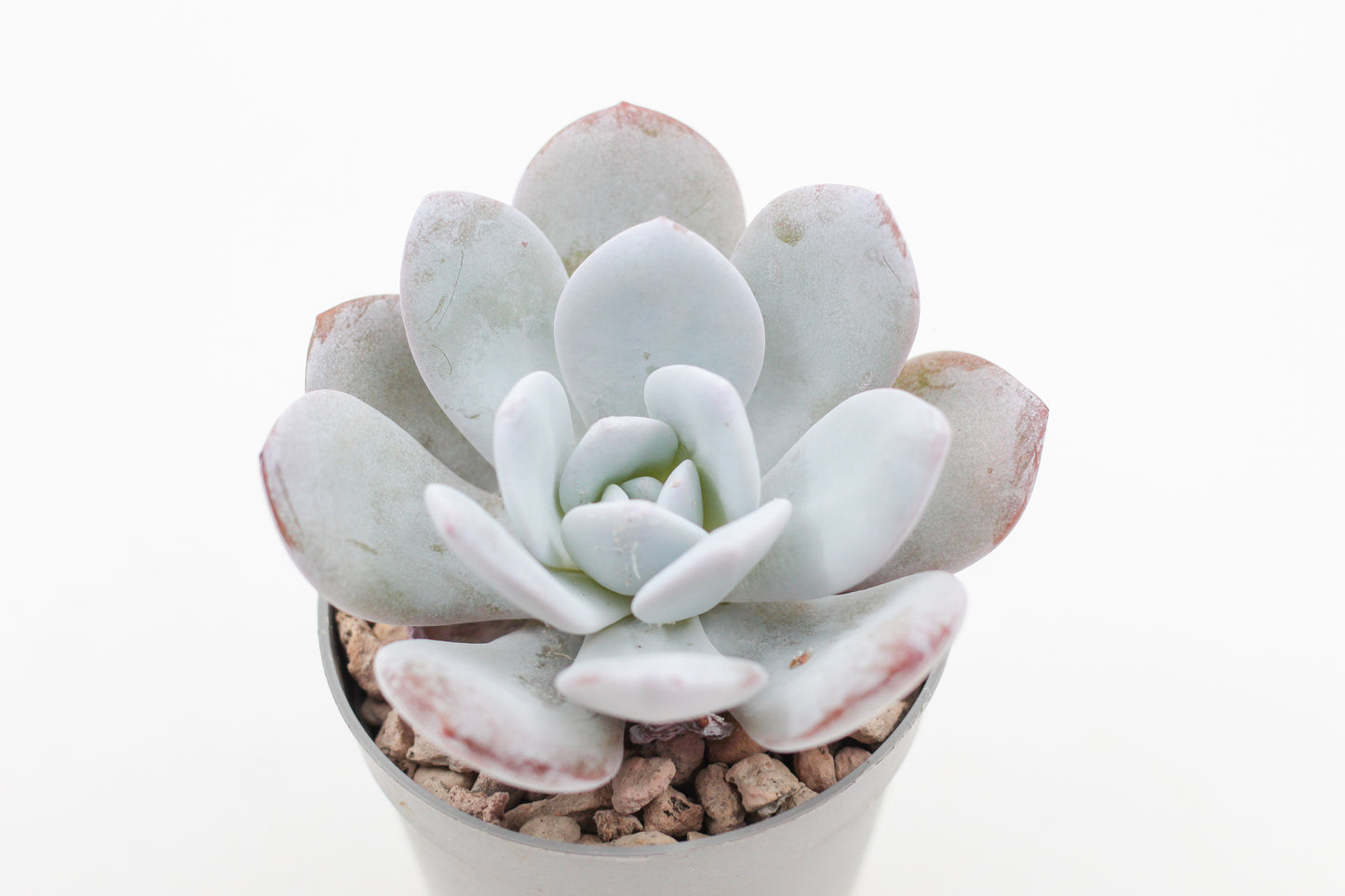 Echeveria Laui